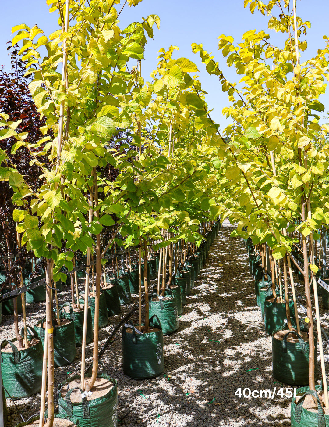 Ulmus glabra 'Lutescens' - Evergreen Trees Direct