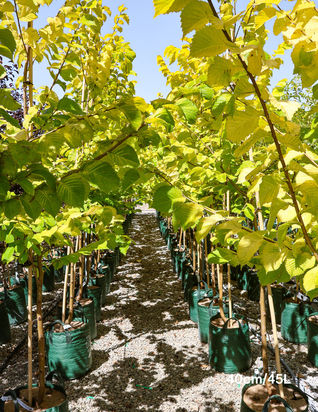 Ulmus glabra 'Lutescens' - Evergreen Trees Direct