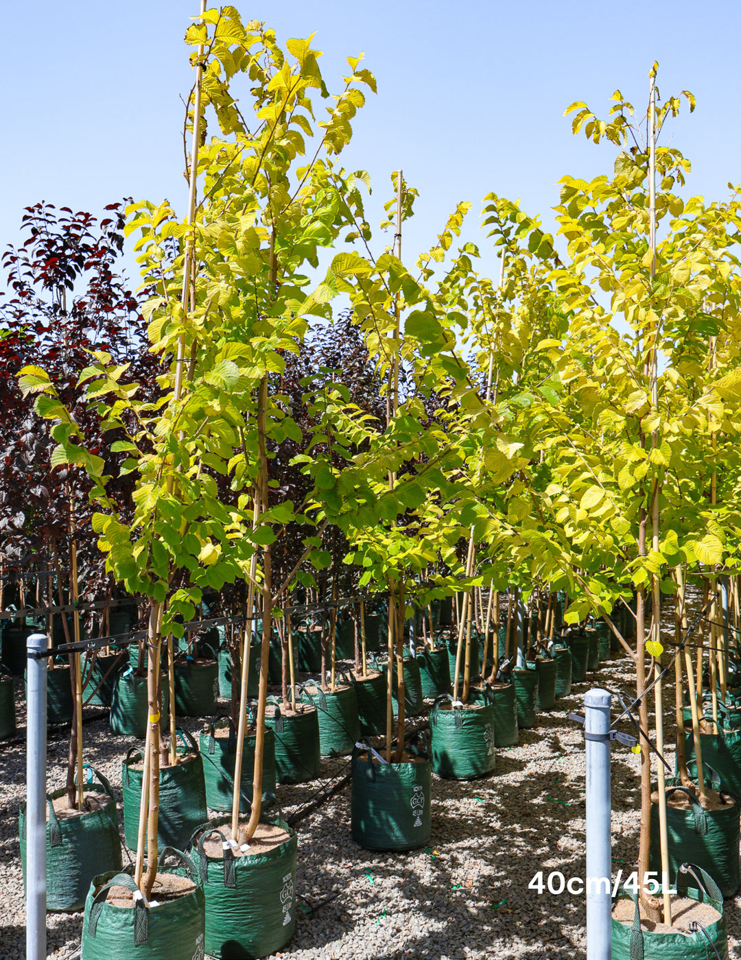 Ulmus glabra 'Lutescens' - Evergreen Trees Direct