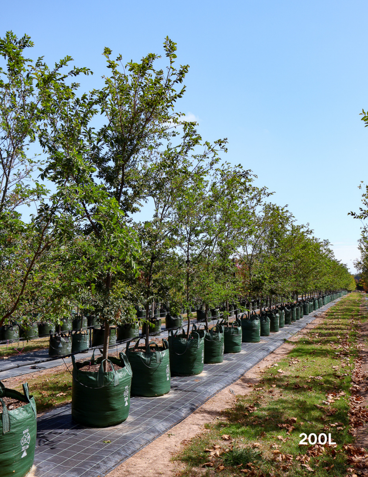 Ulmus parvifolia