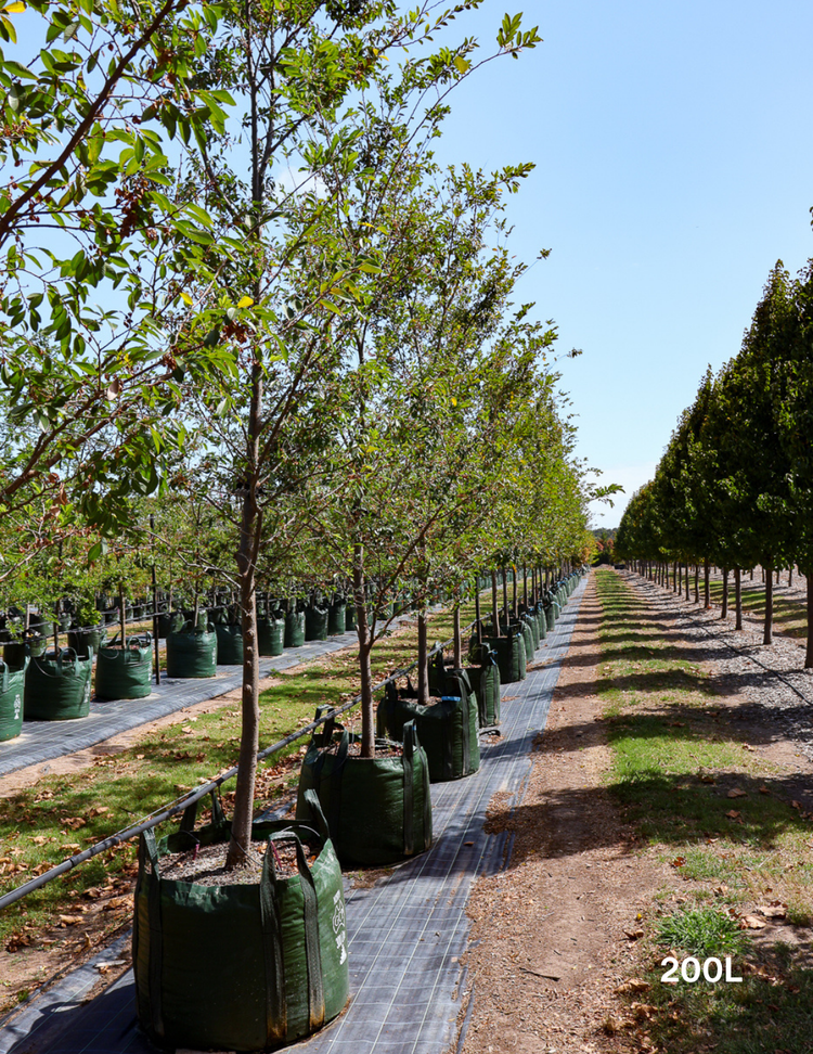 Ulmus parvifolia