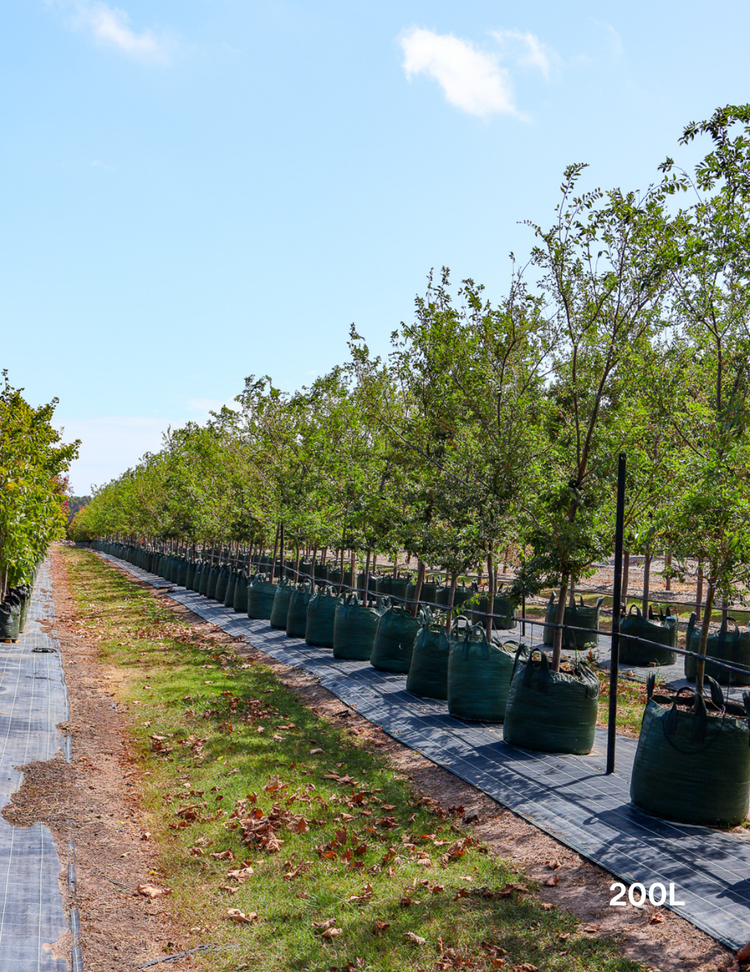 Ulmus parvifolia