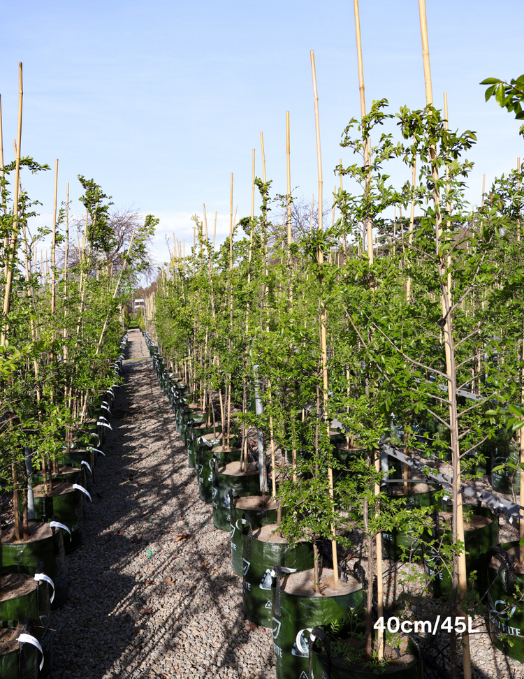 Ulmus parvifolia