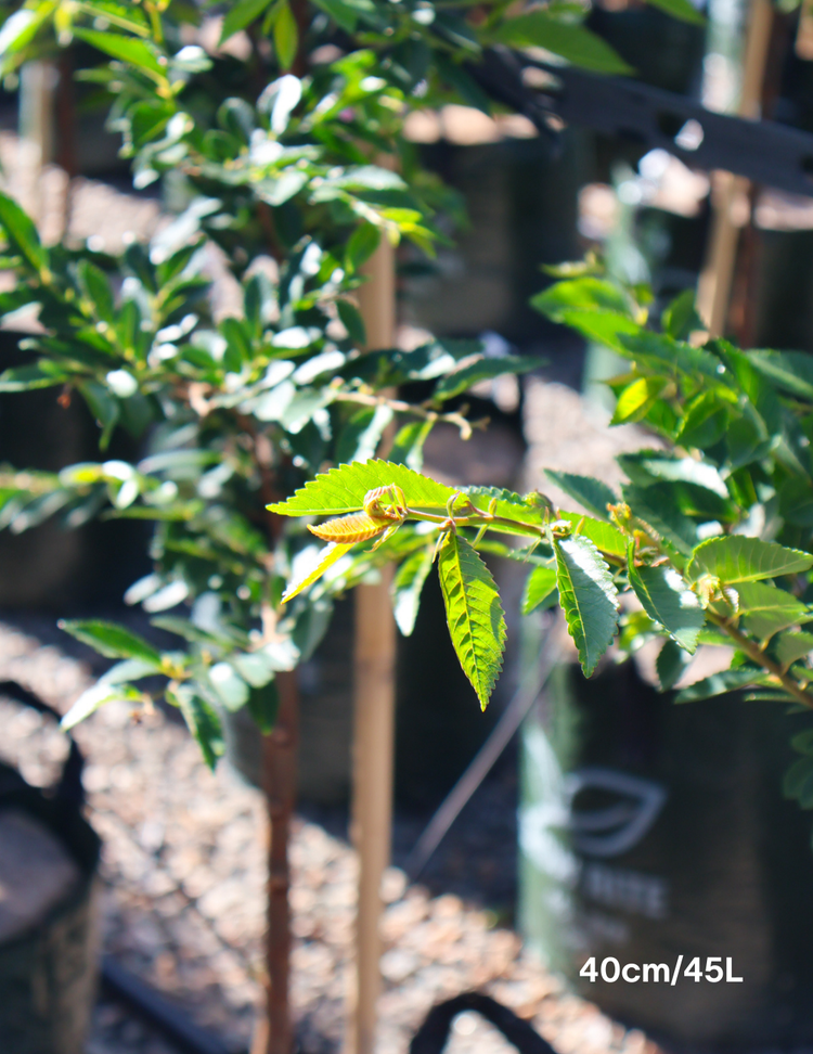 Ulmus parvifolia