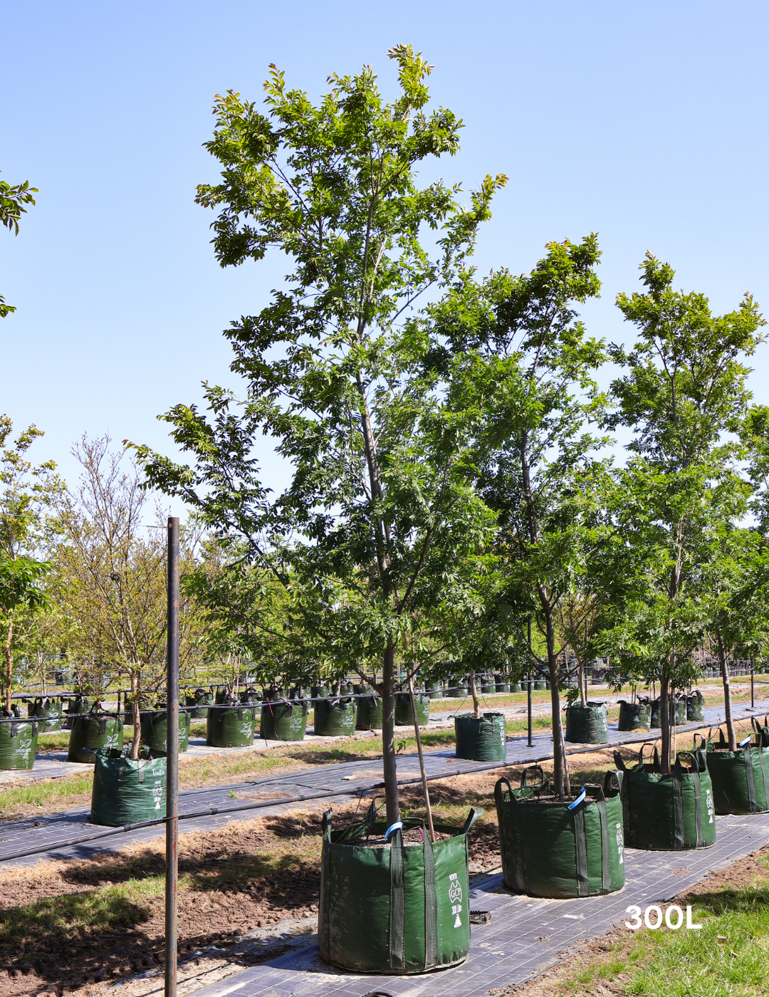 Ulmus parvifolia 'Reflection' - Evergreen Trees Direct