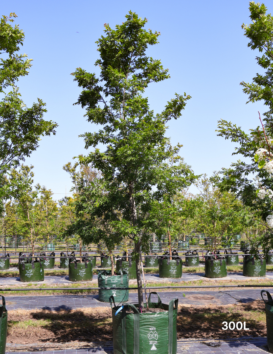 Ulmus parvifolia 'Reflection' - Evergreen Trees Direct