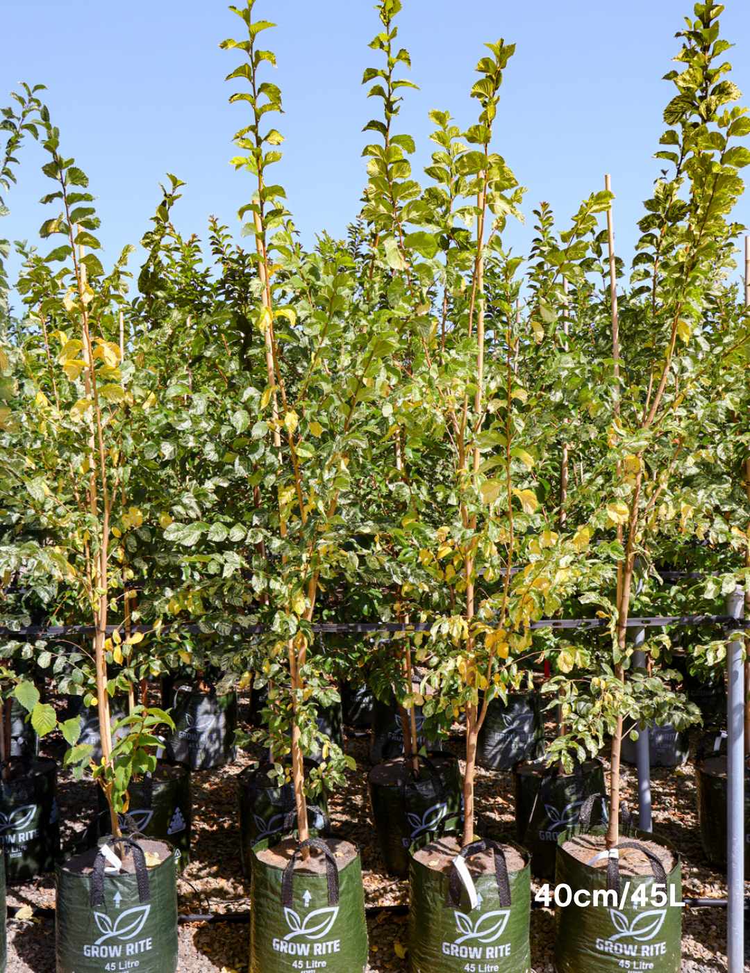 Ulmus minor 'Variegata' (Silver Elm) - Evergreen Trees Direct