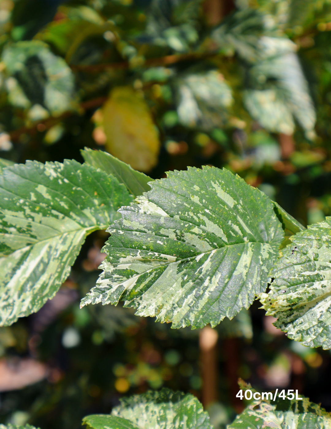 Ulmus minor 'Variegata' (Silver Elm) - Evergreen Trees Direct