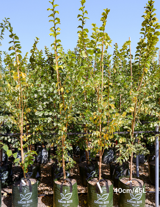 Ulmus minor 'Variegata' (Silver Elm)