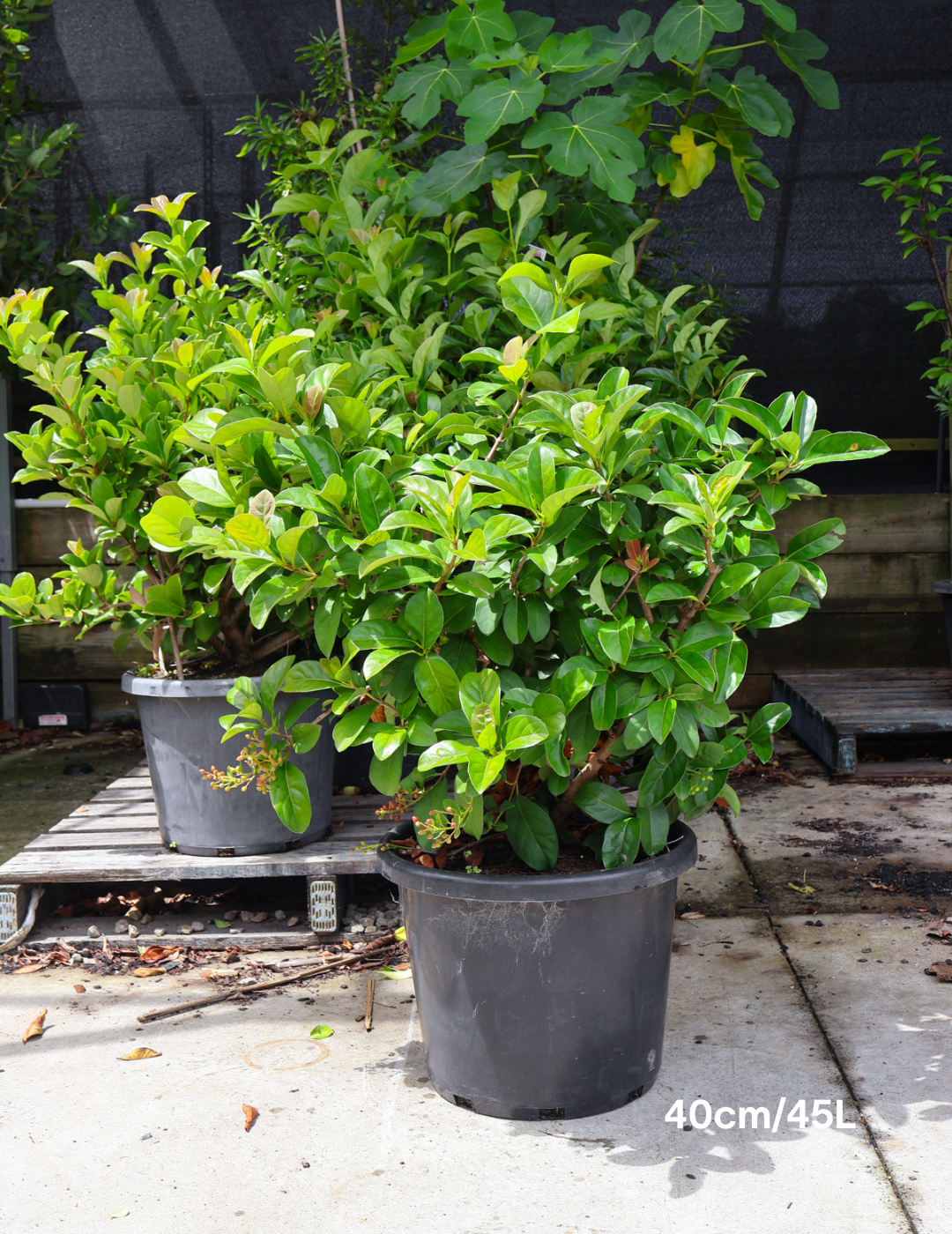 Viburnum odoratissimum - Evergreen Trees Direct