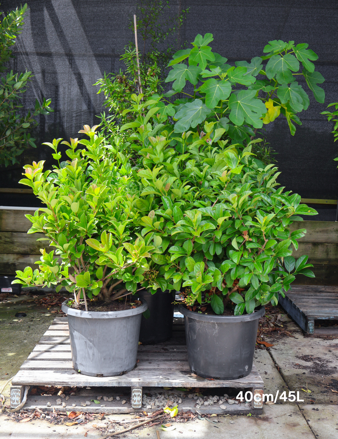 Viburnum odoratissimum - Evergreen Trees Direct