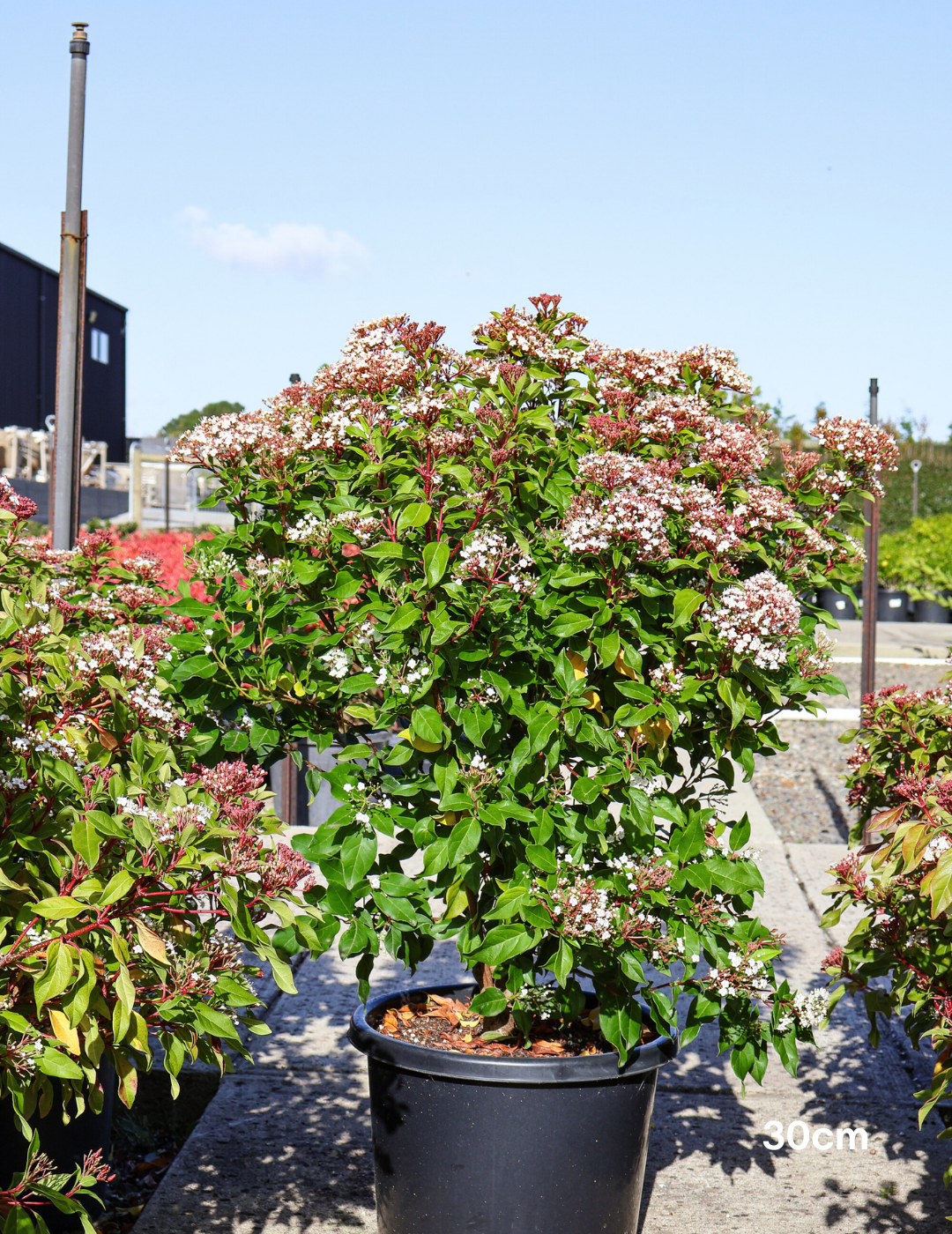 Viburnum tinus - Evergreen Trees Direct