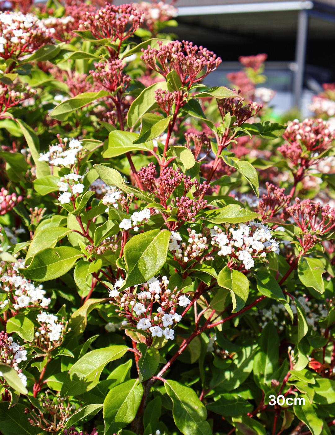 Viburnum tinus - Evergreen Trees Direct