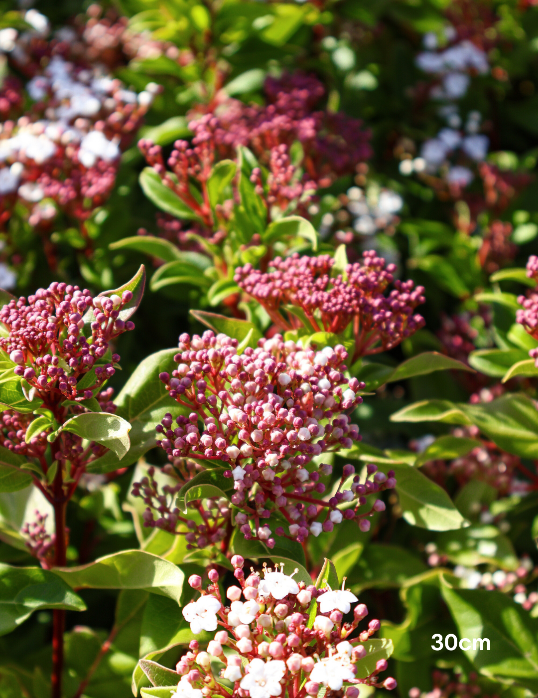 Viburnum tinus - Evergreen Trees Direct