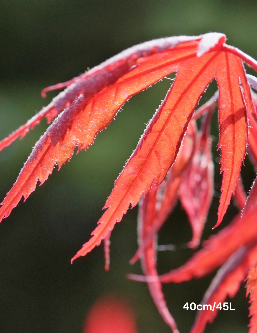 Acer palmatum dissectum 'Inaba Shidare' Weeper (Weeping Japanese Maple)