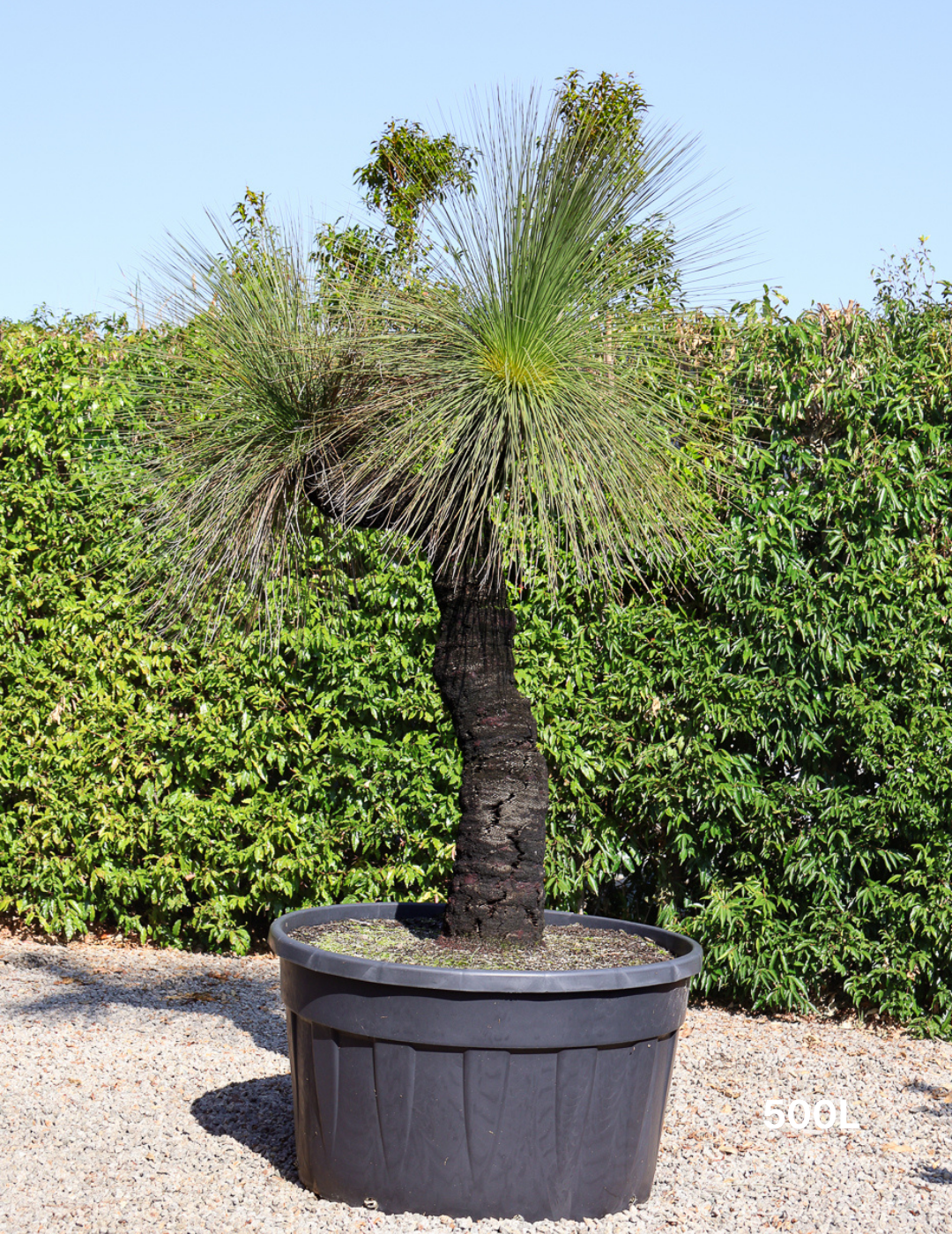 Xanthorrhoea - Evergreen Trees Direct