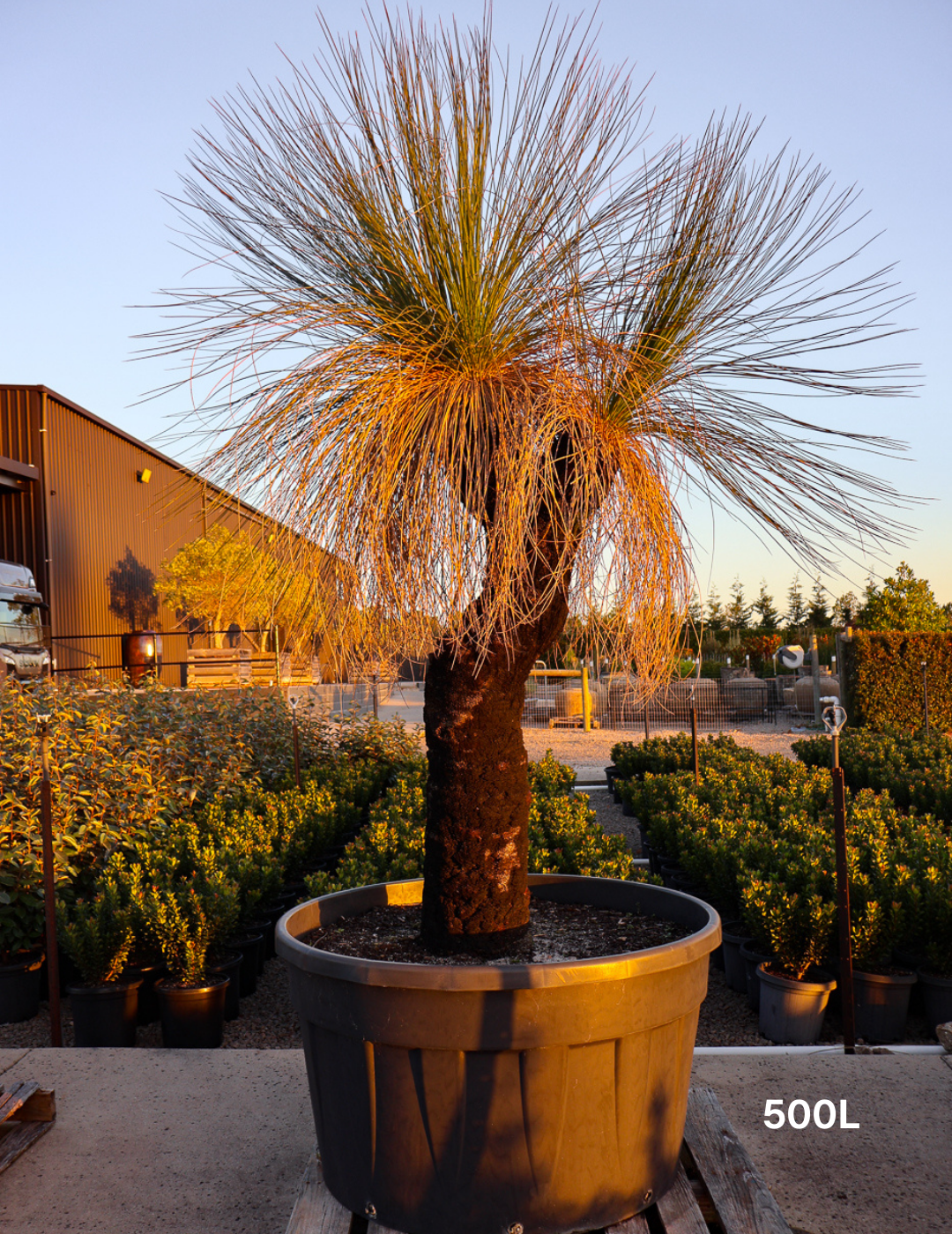 Xanthorrhoea - Evergreen Trees Direct