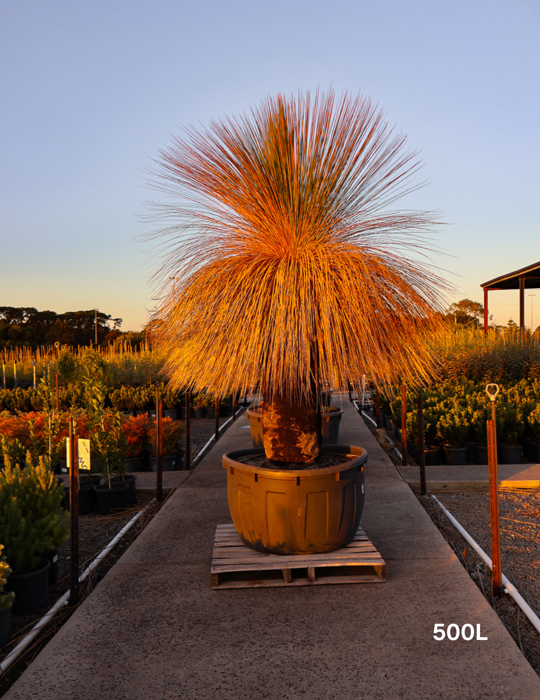 Xanthorrhoea - Evergreen Trees Direct