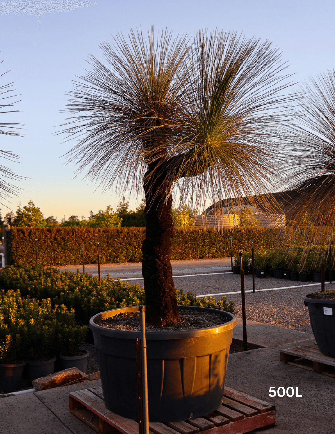 Xanthorrhoea - Evergreen Trees Direct