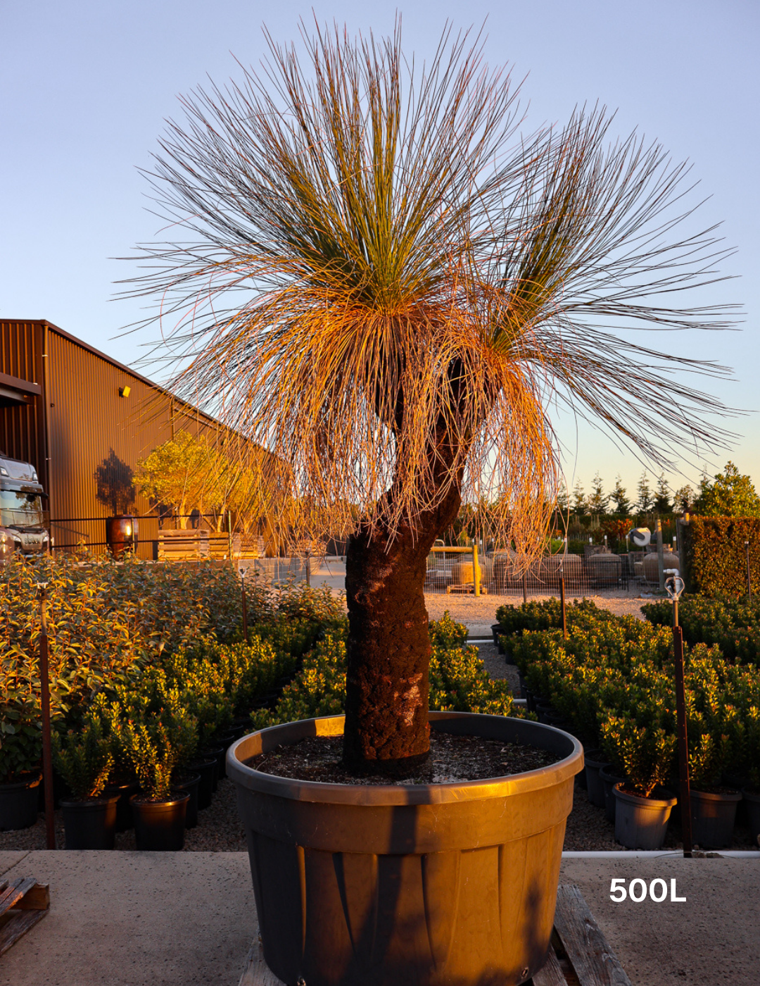 Xanthorrhoea - Evergreen Trees Direct