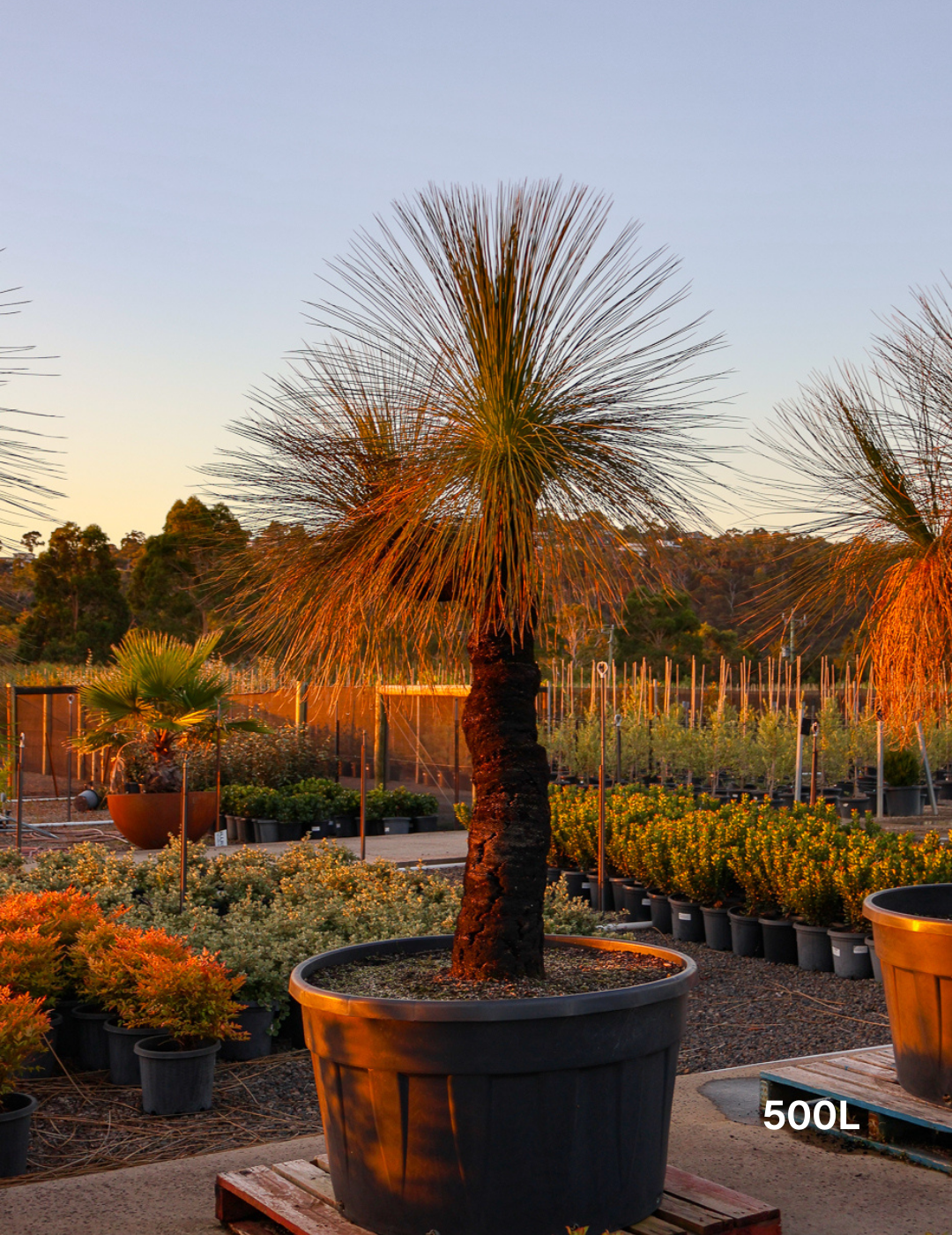 Xanthorrhoea - Evergreen Trees Direct