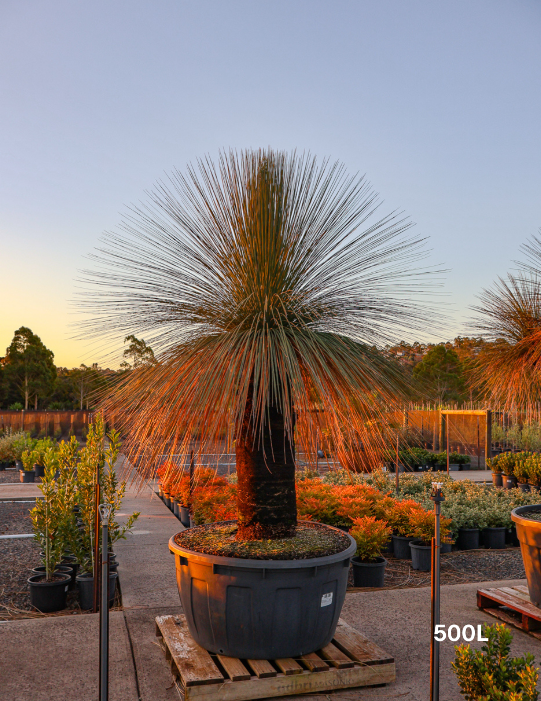 Xanthorrhoea - Evergreen Trees Direct