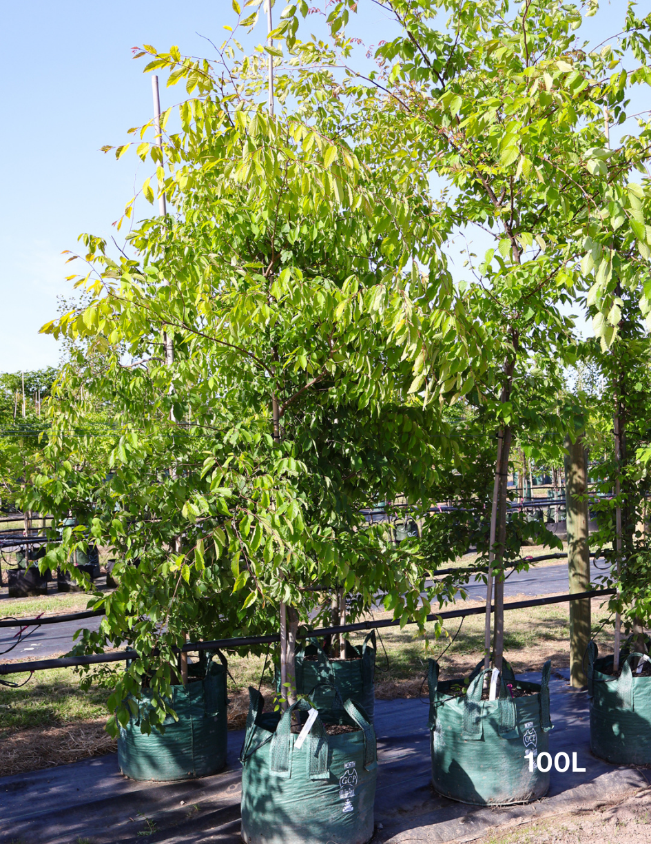 Zelkova serrata - Evergreen Trees Direct