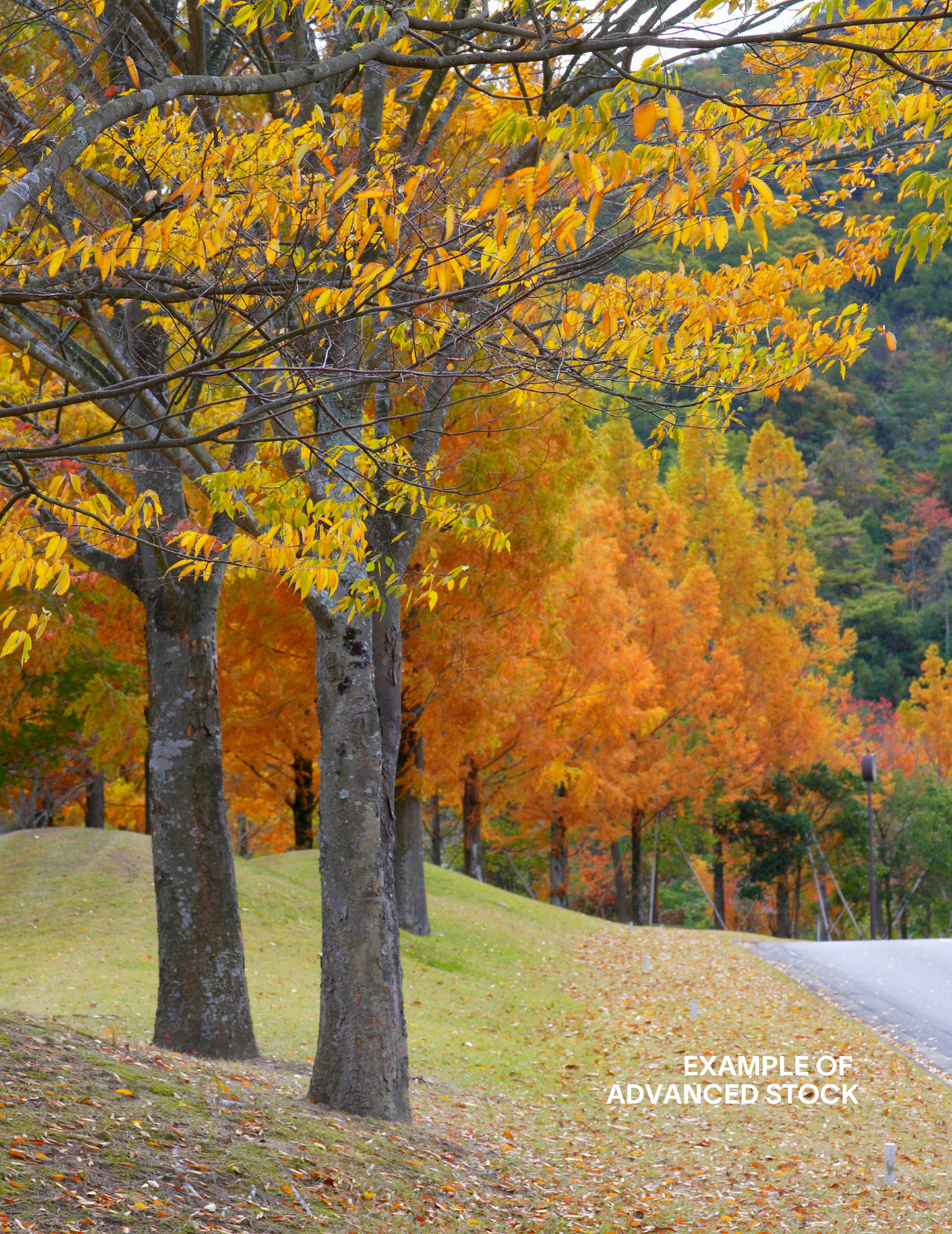 Zelkova serrata - Evergreen Trees Direct