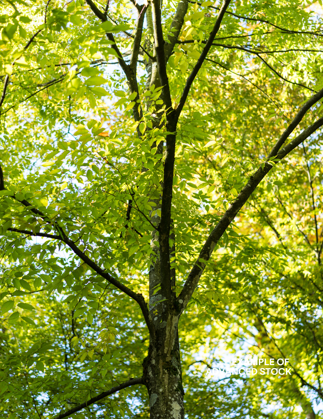 Zelkova serrata - Evergreen Trees Direct