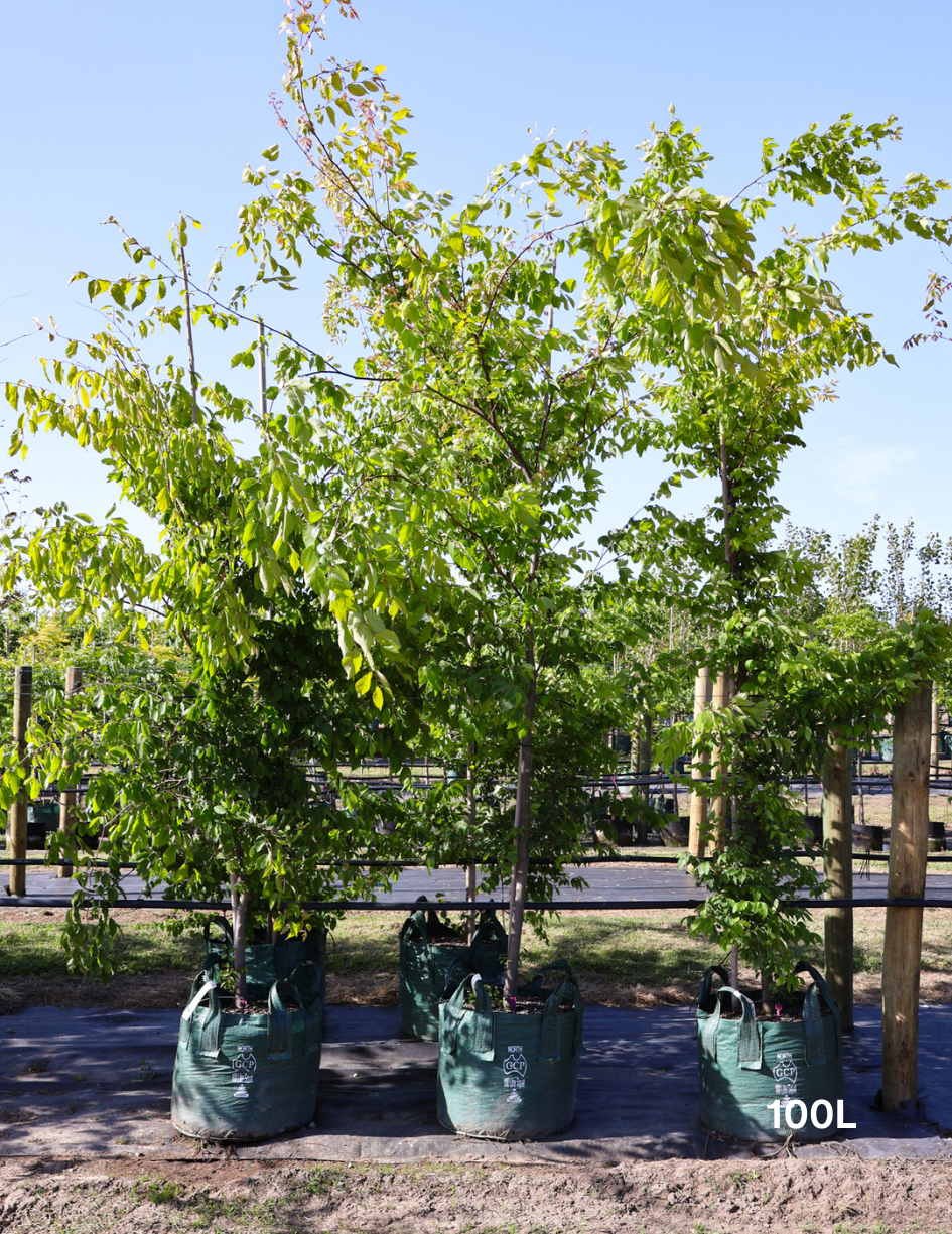 Zelkova serrata