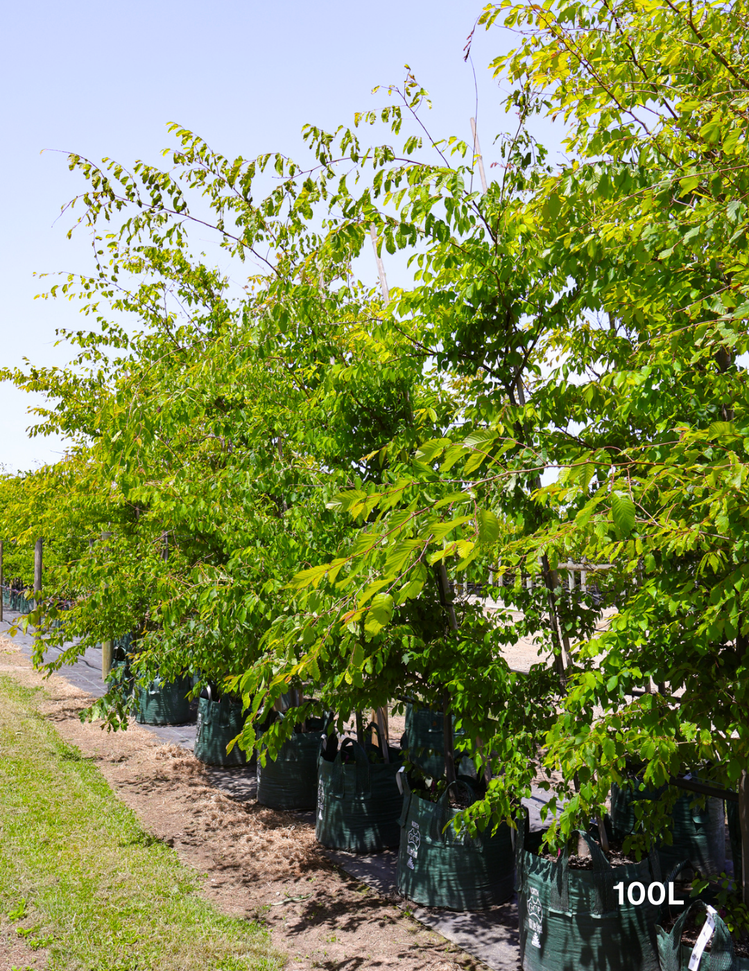 Zelkova serrata - Evergreen Trees Direct