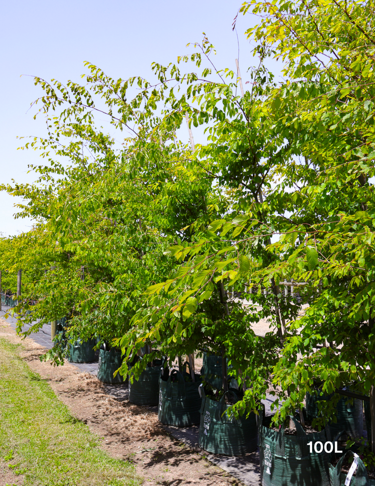 Zelkova serrata