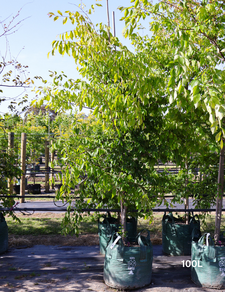 Zelkova serrata