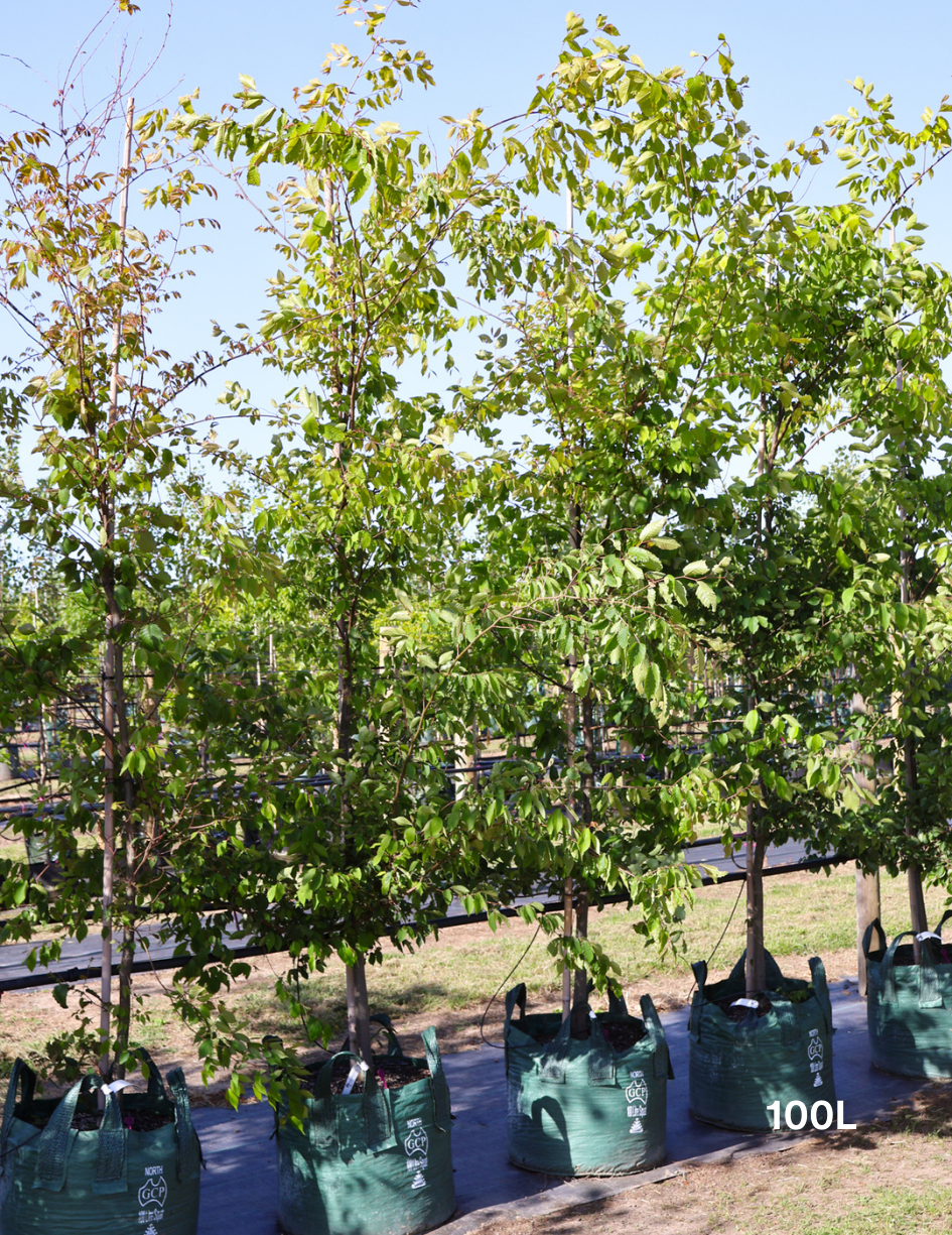 Zelkova serrata - Evergreen Trees Direct