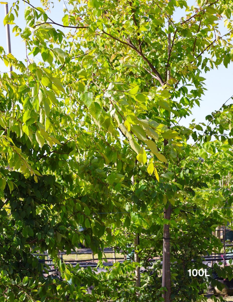 Zelkova serrata - Evergreen Trees Direct