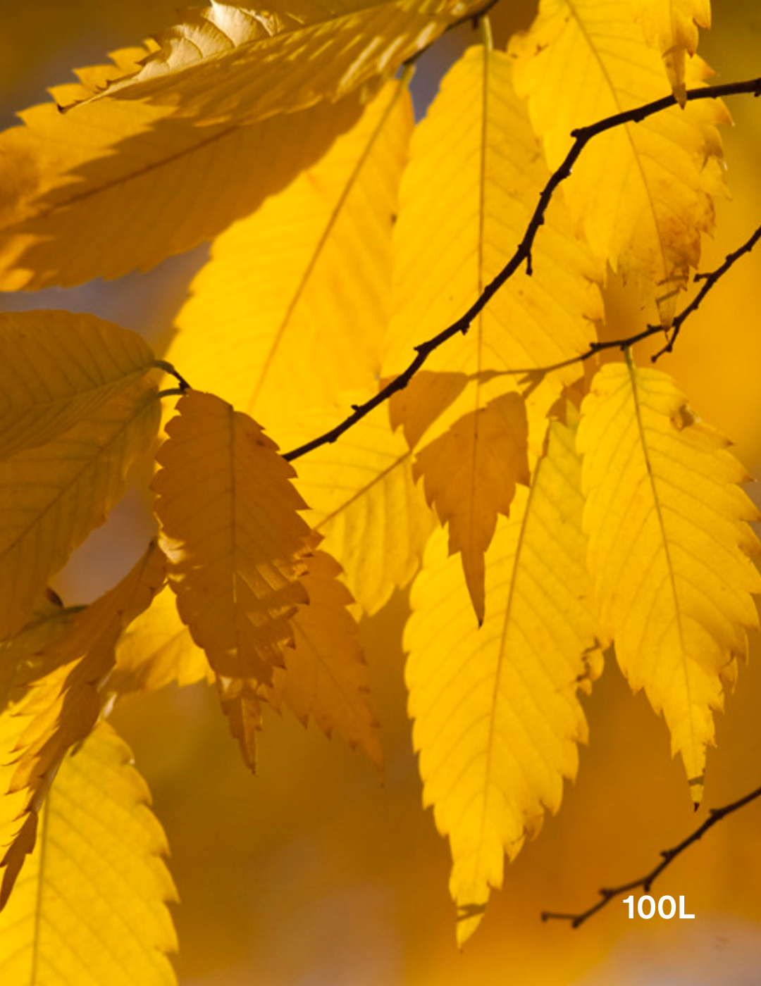 Zelkova serrata - Evergreen Trees Direct