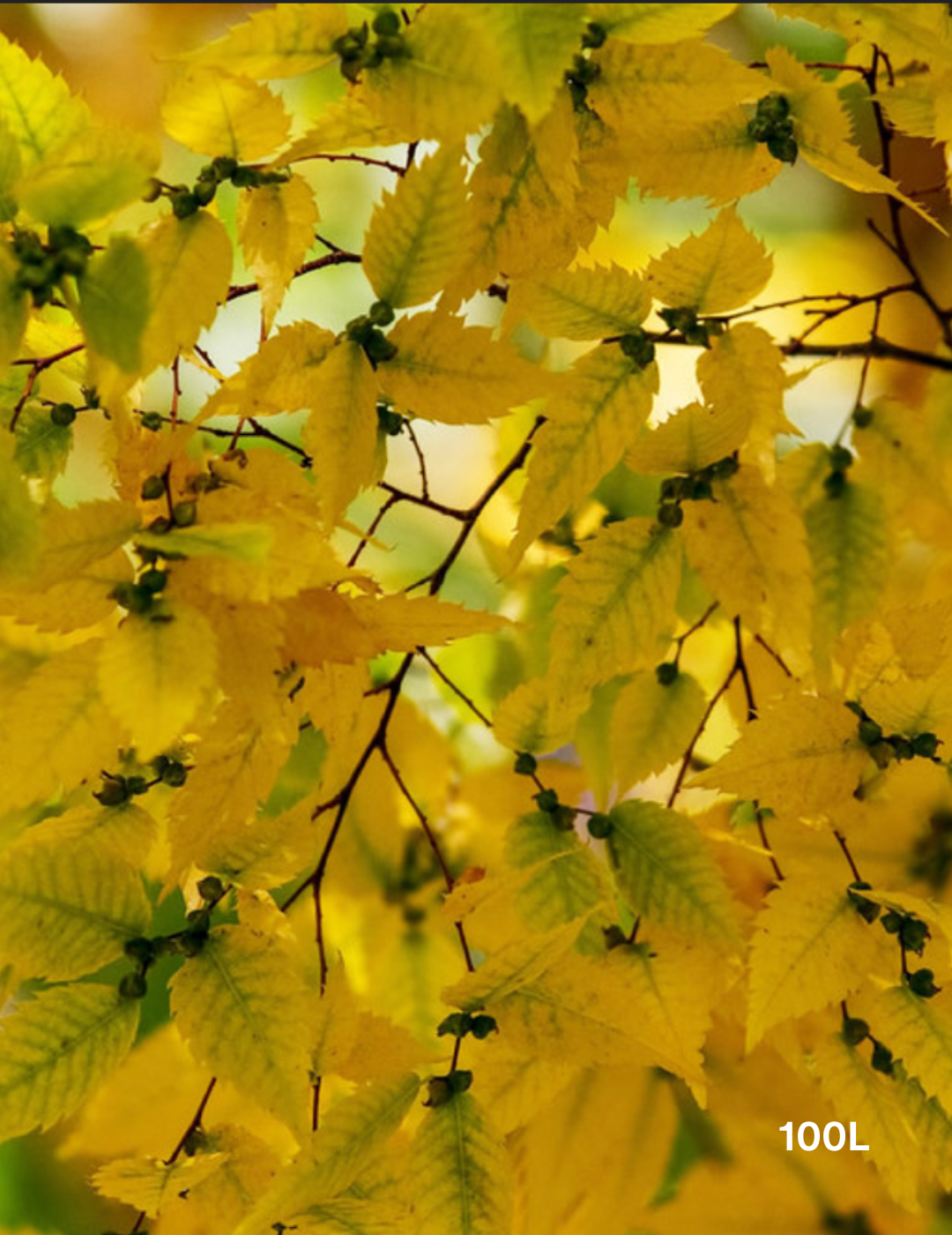 Zelkova serrata - Evergreen Trees Direct