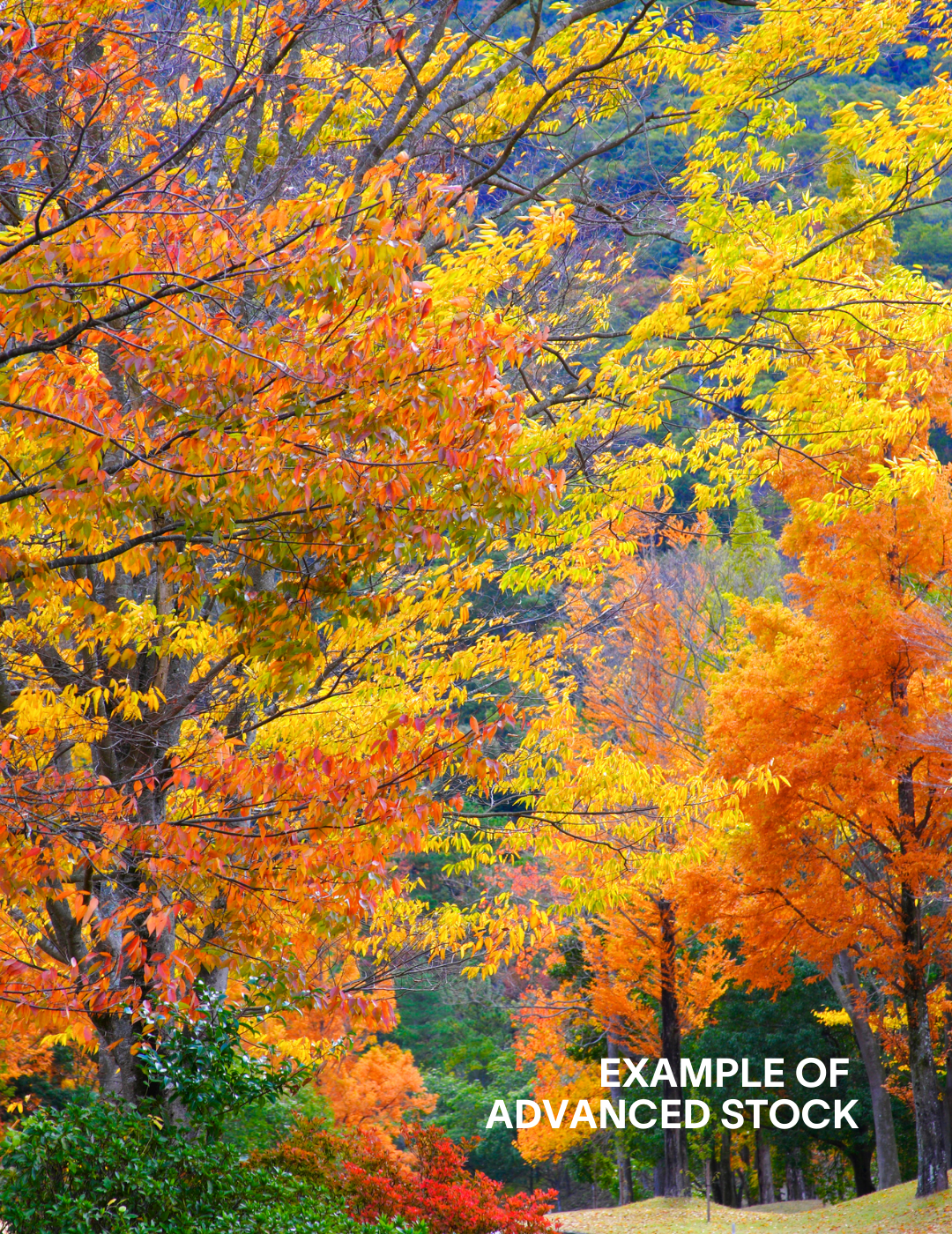 Zelkova serrata - Evergreen Trees Direct