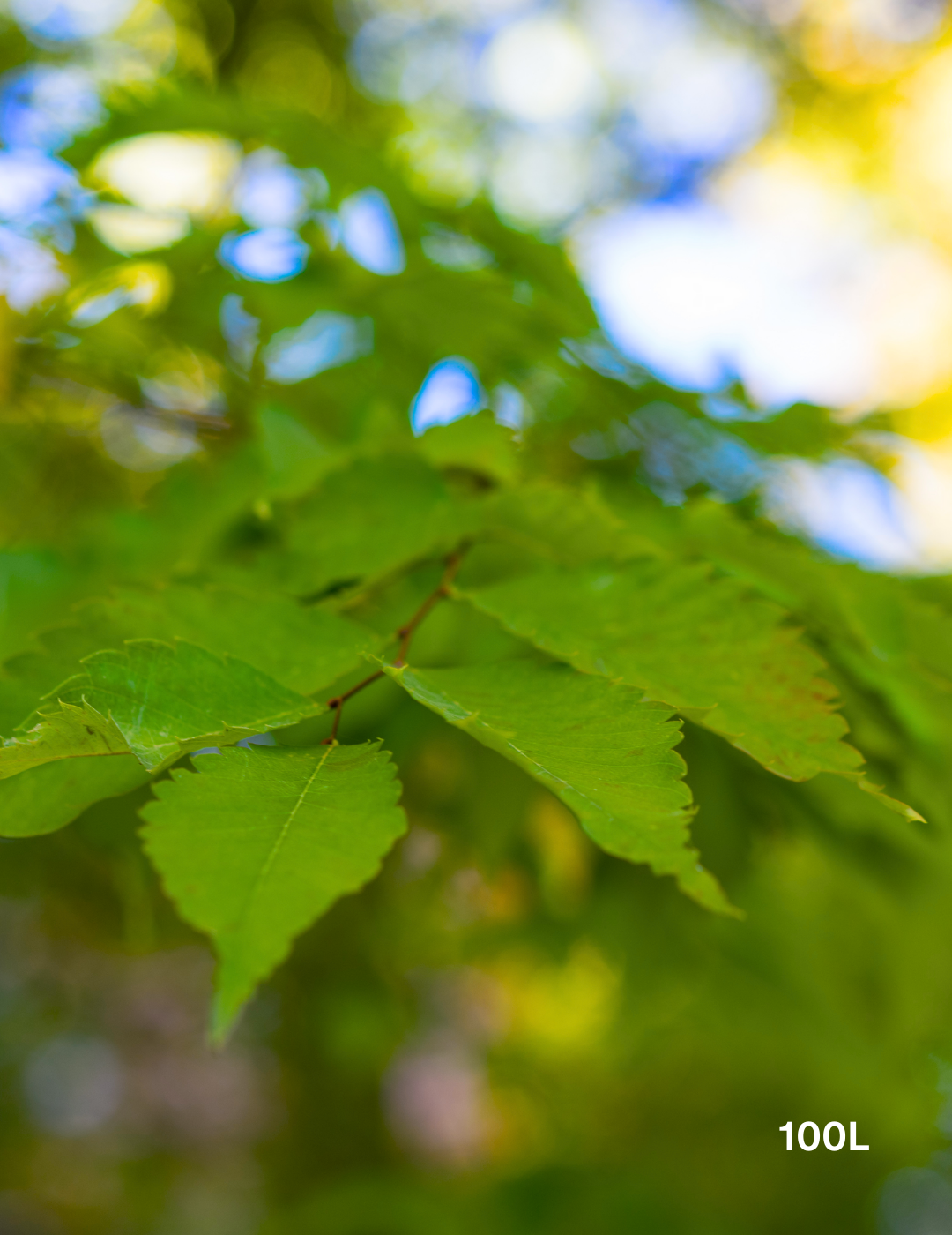 Zelkova serrata - Evergreen Trees Direct