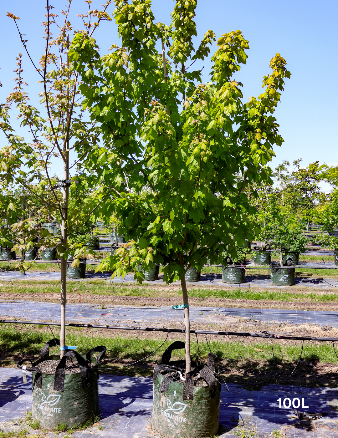 Acer rubrum 'Fairview Flame' - Canadian Maple - Evergreen Trees Direct