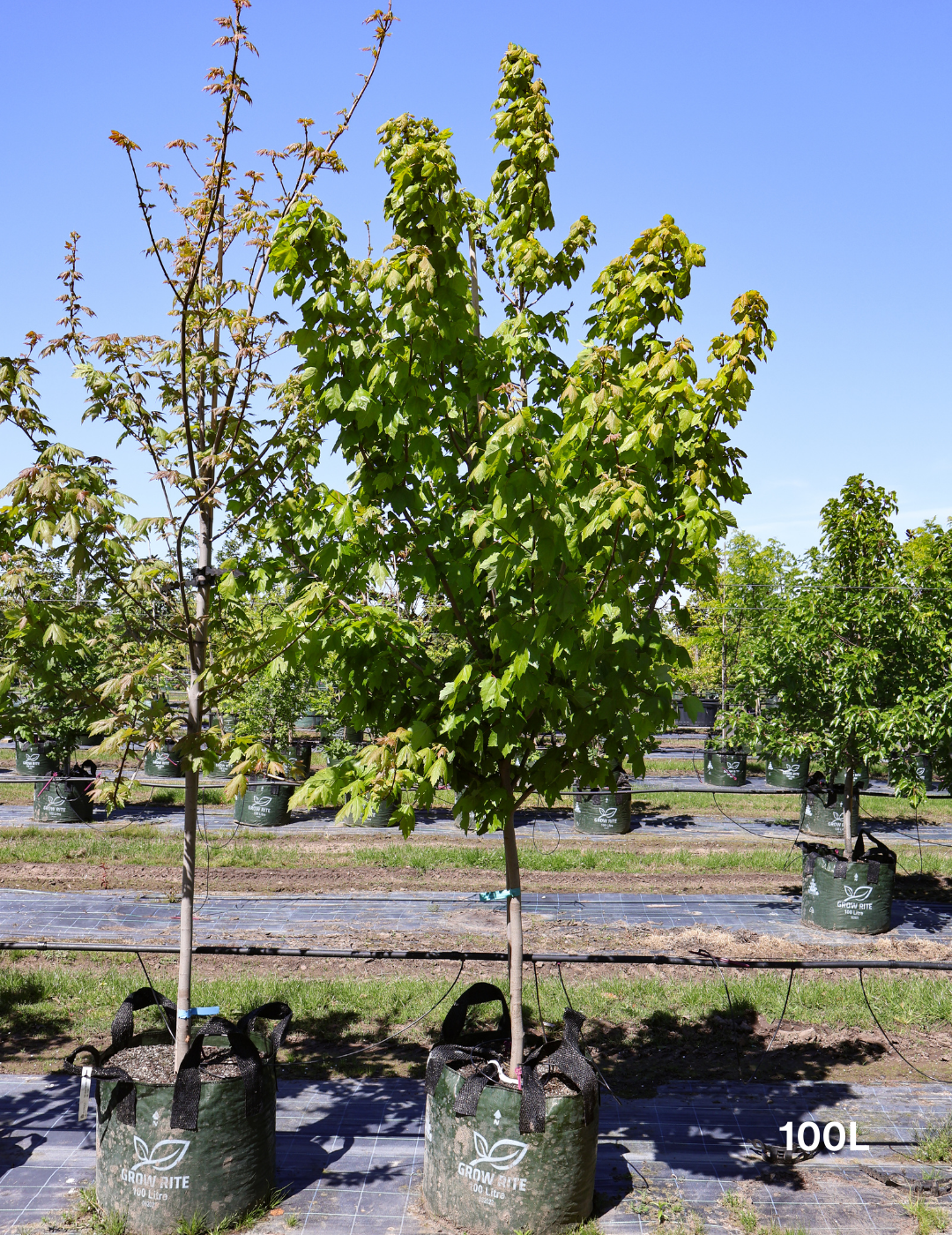 Acer rubrum 'Fairview Flame' - Canadian Maple - Evergreen Trees Direct