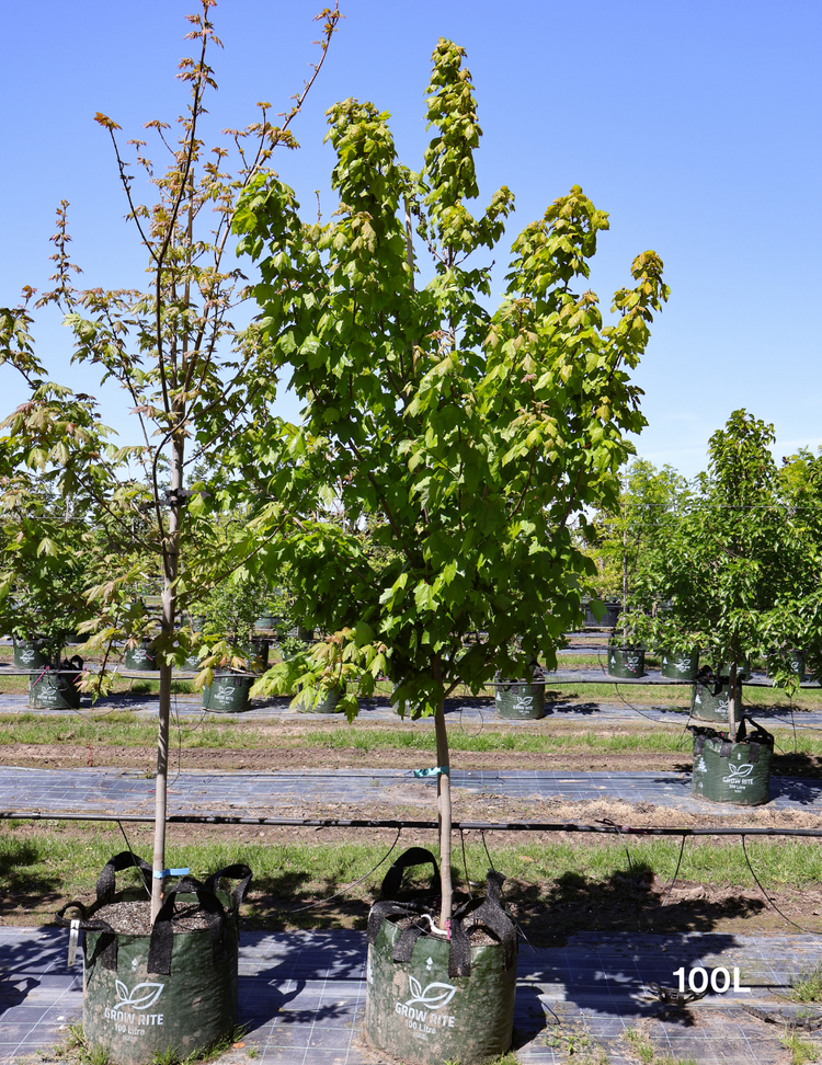 Acer rubrum 'Fairview Flame' - Canadian Maple