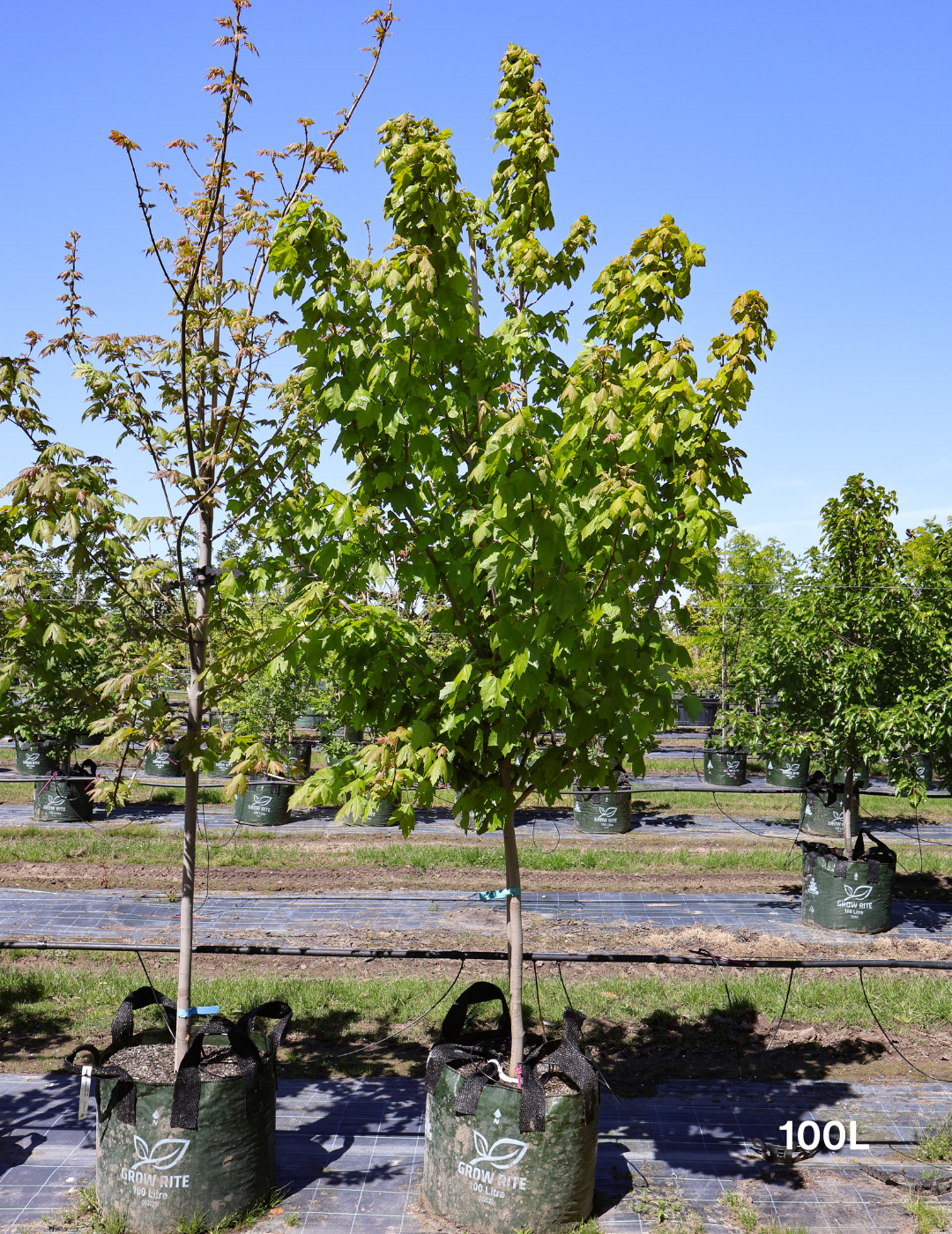 Acer rubrum 'Fairview Flame' - Canadian Maple - Evergreen Trees Direct