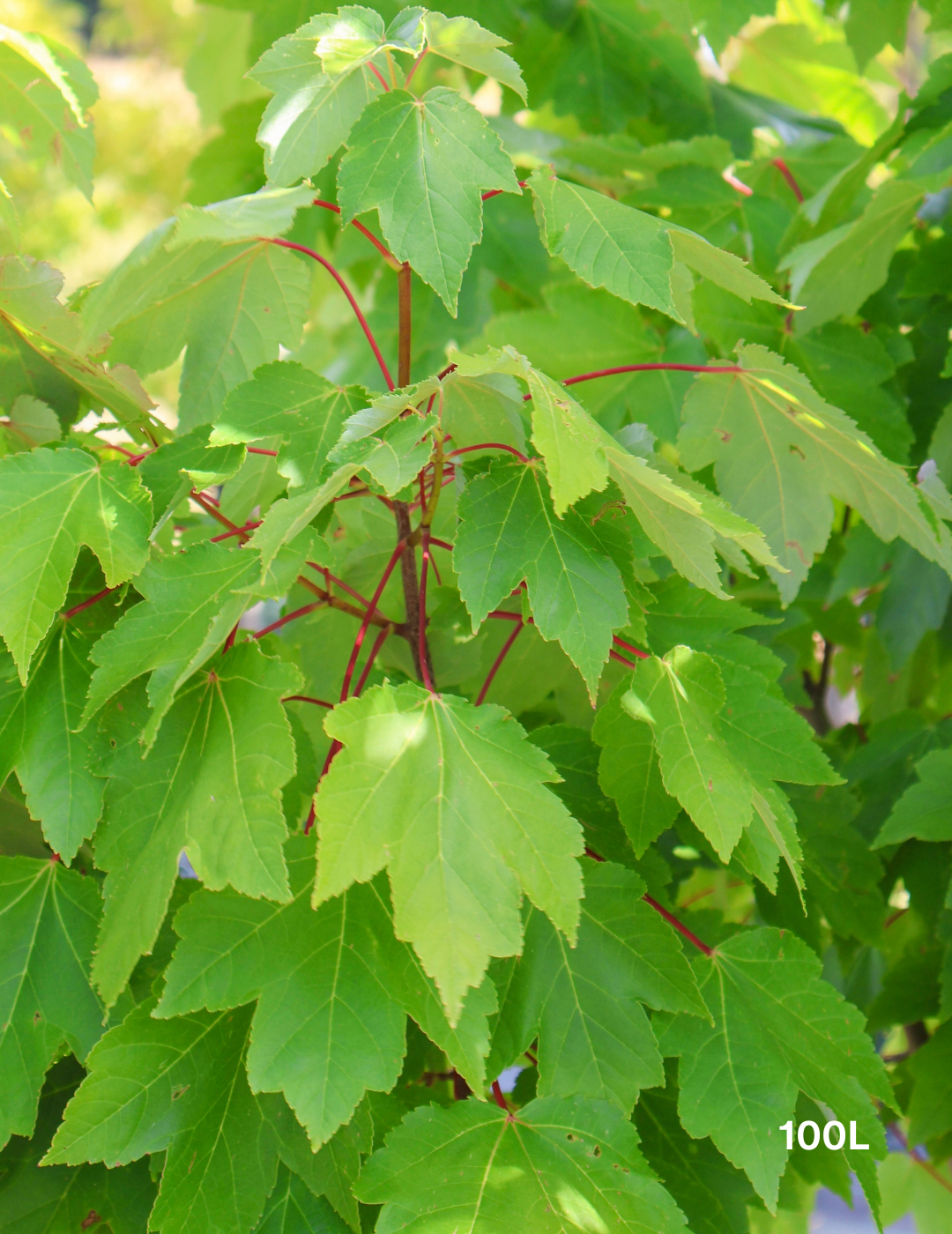 Acer rubrum 'Fairview Flame' - Canadian Maple - Evergreen Trees Direct