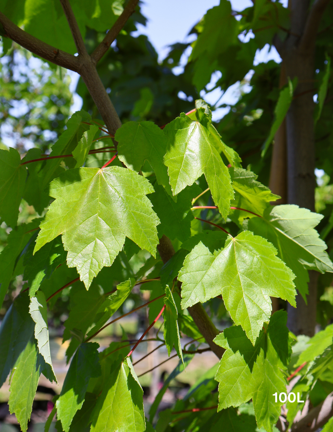 Acer rubrum 'Fairview Flame' - Canadian Maple - Evergreen Trees Direct