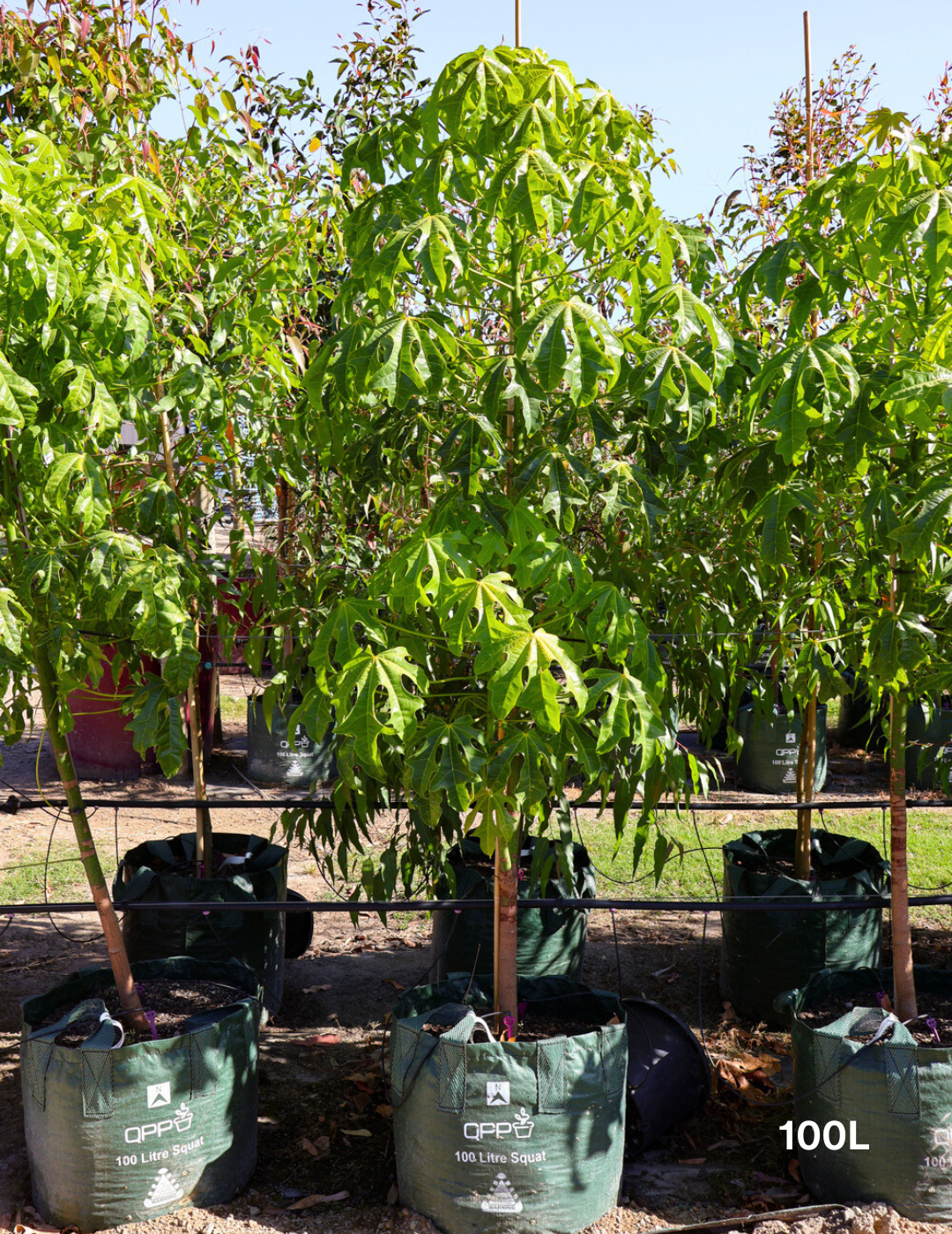 Brachychiton acerifolius - Evergreen Trees Direct