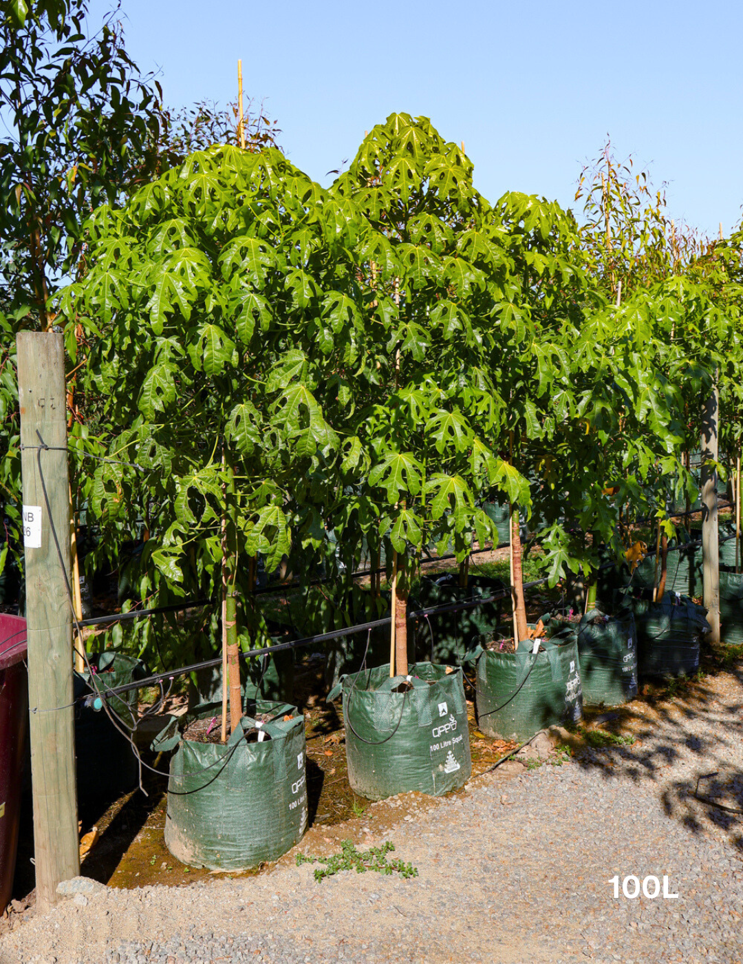 Brachychiton acerifolius - Evergreen Trees Direct