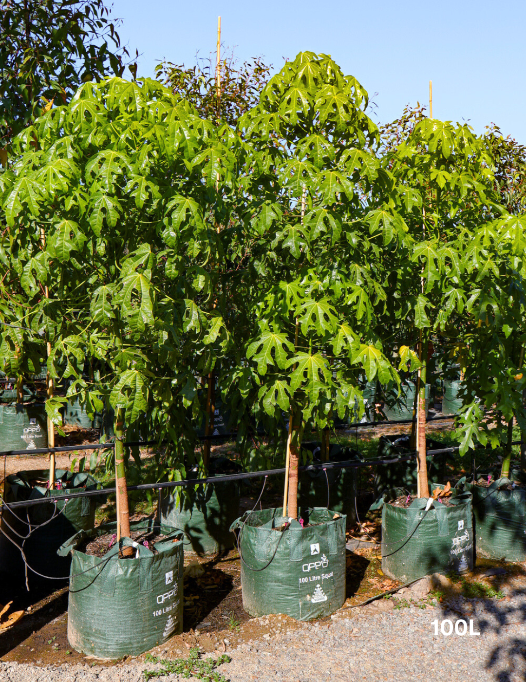 Brachychiton acerifolius - Evergreen Trees Direct