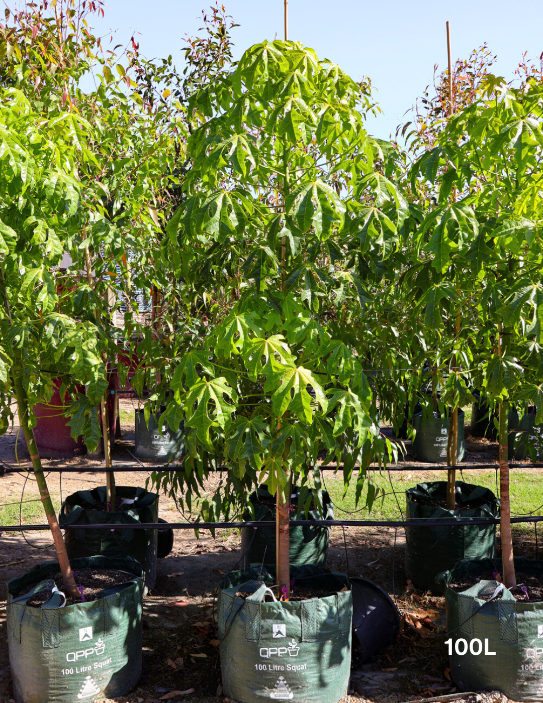 Brachychiton acerifolius - Evergreen Trees Direct