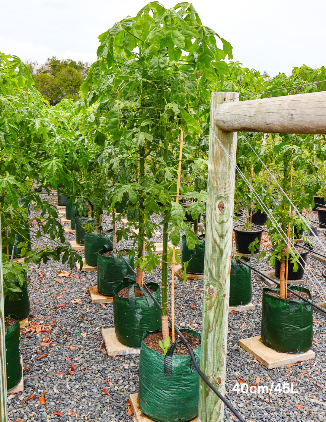 Brachychiton acerifolius - Evergreen Trees Direct